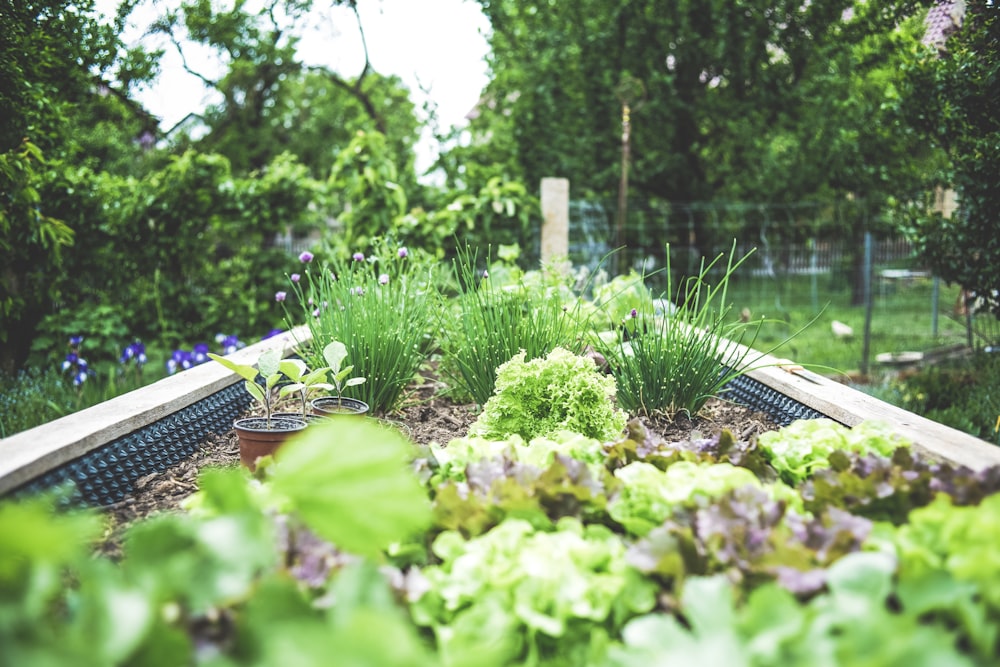 Spring plants on display