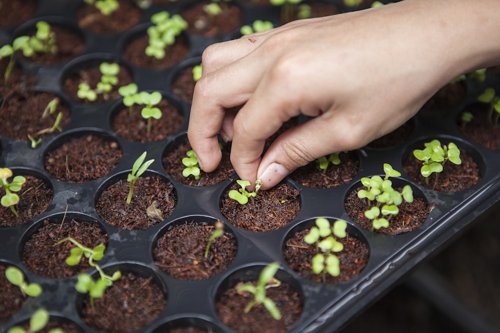 Vegetable seedlings